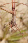 Ricefield flatsedge